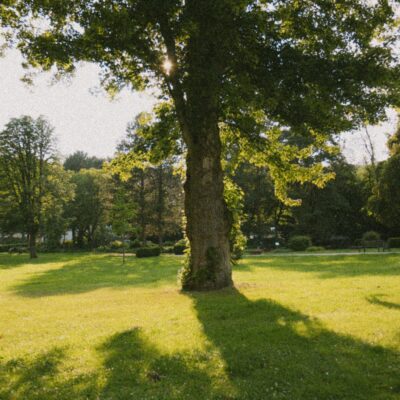 A tree in a park with the sun shining on it