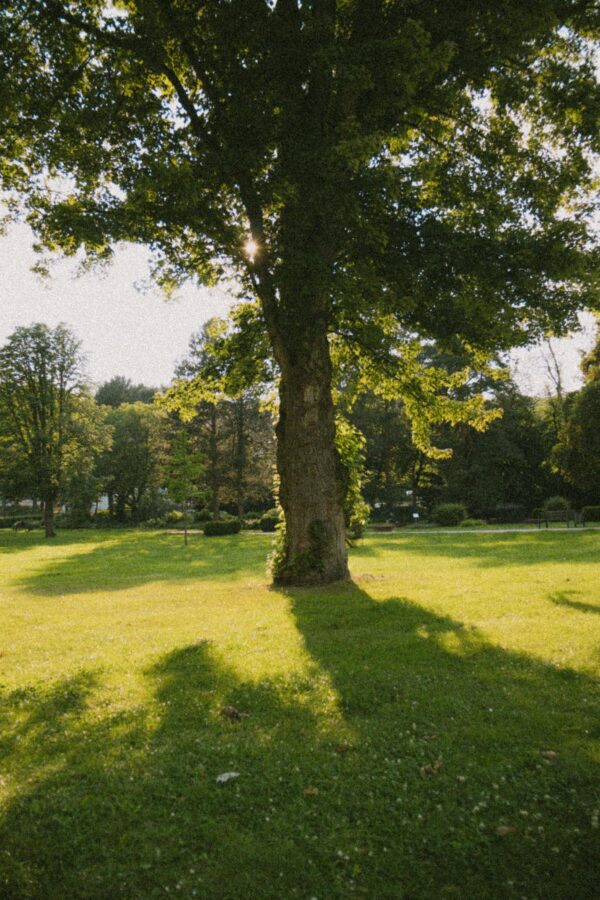 A tree in a park with the sun shining on it