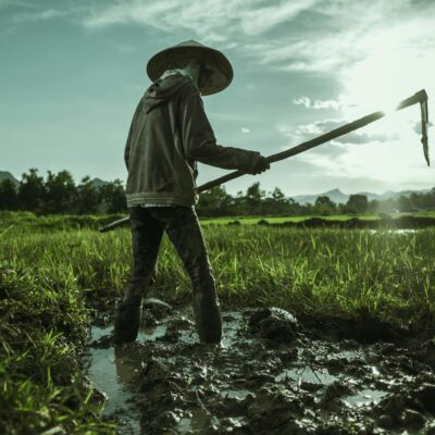 Agriculture farmer of Asia rice field work concept. Farmers grow rice in the rainy season. Asian farmer working on rice field outdoor in sunrise. Worker in rural work in farm with sunset