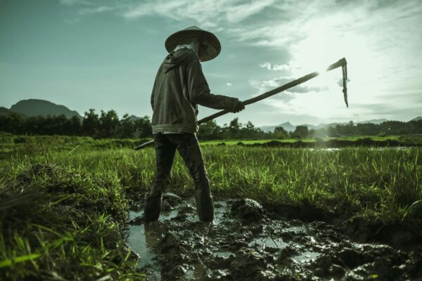 Agriculture farmer of Asia rice field work concept. Farmers grow rice in the rainy season. Asian farmer working on rice field outdoor in sunrise. Worker in rural work in farm with sunset